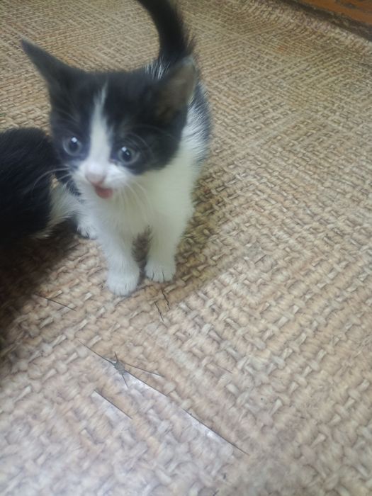 Отдам котят игривые