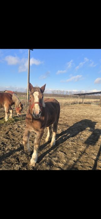 Manză Poloneză de  7 luni