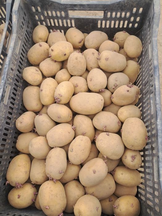 Cartofi de sămânță