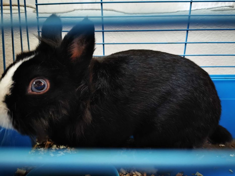 Подарявам декоративно зайче