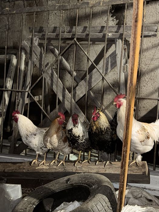 Продам молодых Петухов