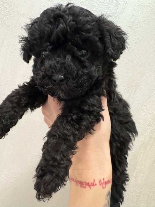 Toy poodle/Той Пудел