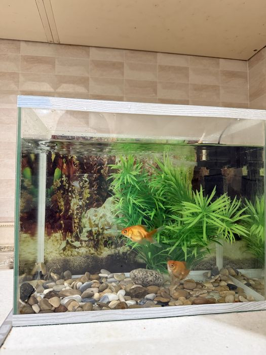 Аквариум с рыбками