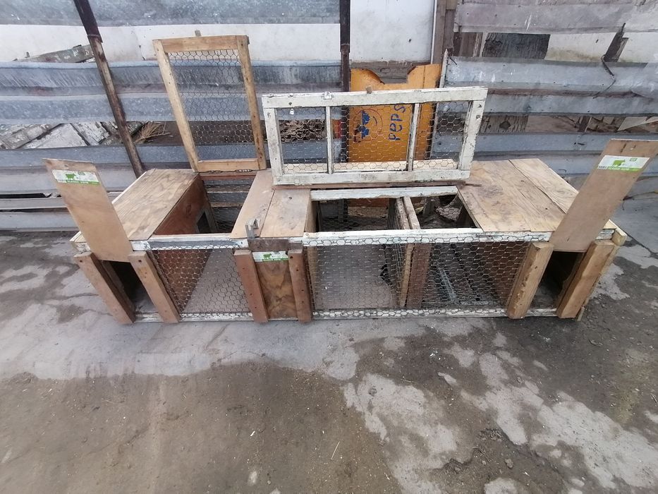 QUYON katak sotiladi