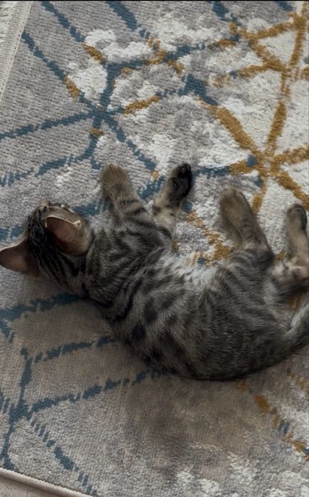 Отдам котенка мальчик бенгал