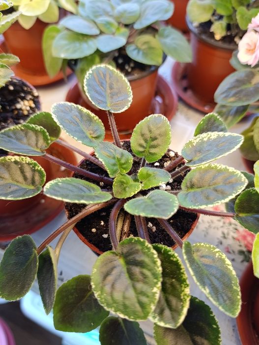 Цветы на подоконнике