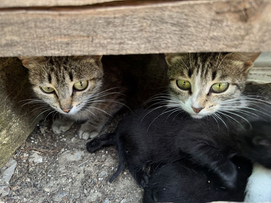 Отдам котят в добрые руки