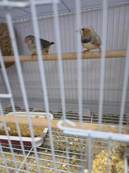 Zebre australiene de vanzare