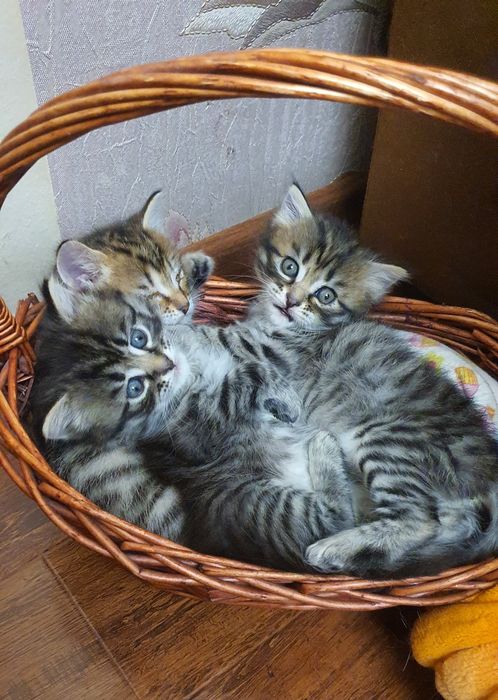 Котята шотландский вислоухой