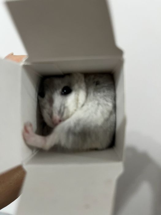 Хомяк джунгарикккк