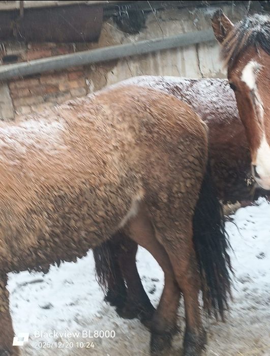 Продам соғым лошадей тай