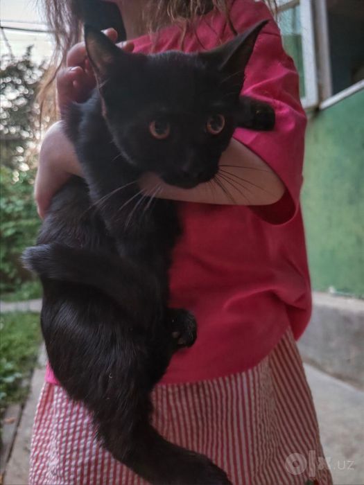 Отдам котенка бесплатно