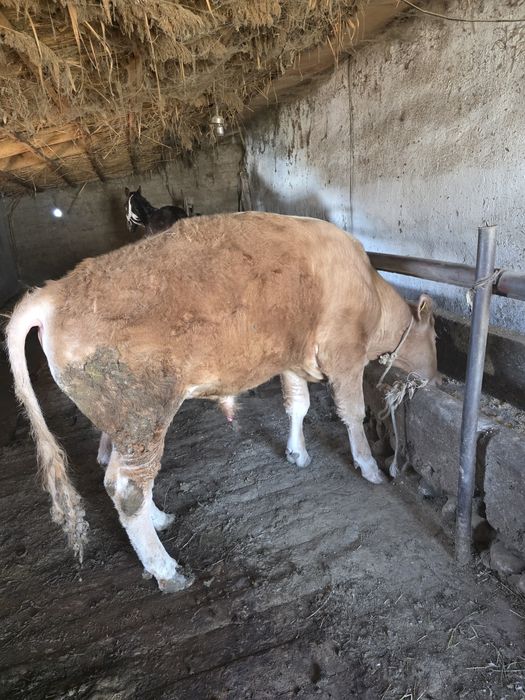 Бұқа, бұзау, Тайынша, буқа