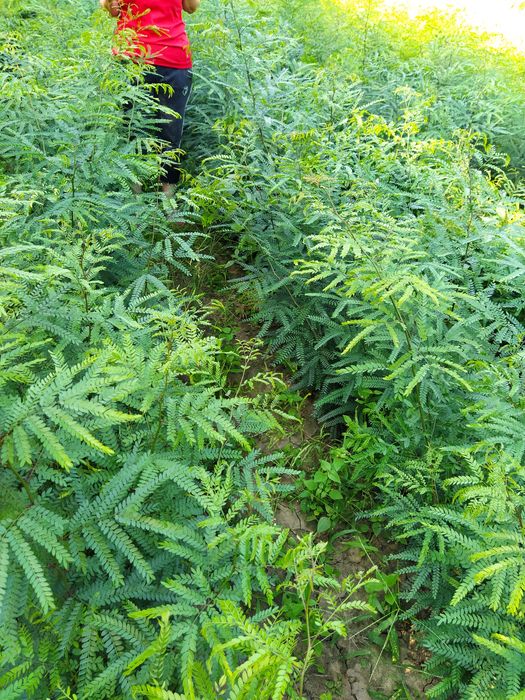 Gladiță (roscove), puieți  anul 1, pentru gard viu