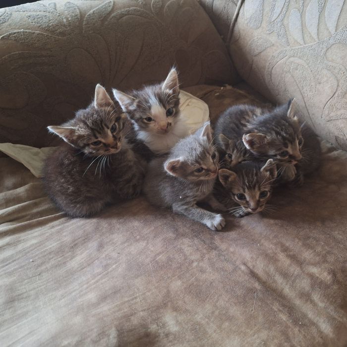 Отдам в дотрые руки прелестных котят