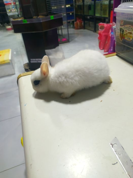 Кролик мини декоратиний