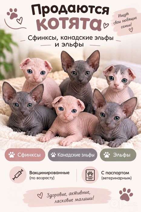 Сфинкс Эльф котята Mushuk