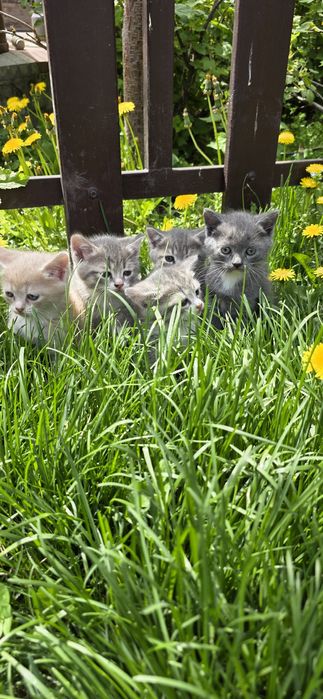 Продам котят,недорого!