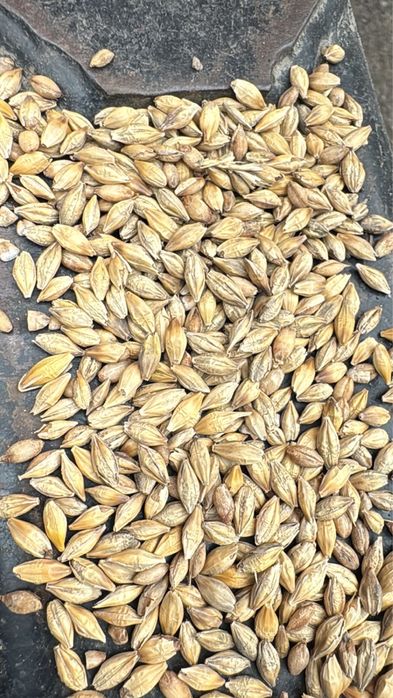 Продам ячмень с места росыпью и в мешках. Новый урожай. Сухой.Чистый.
