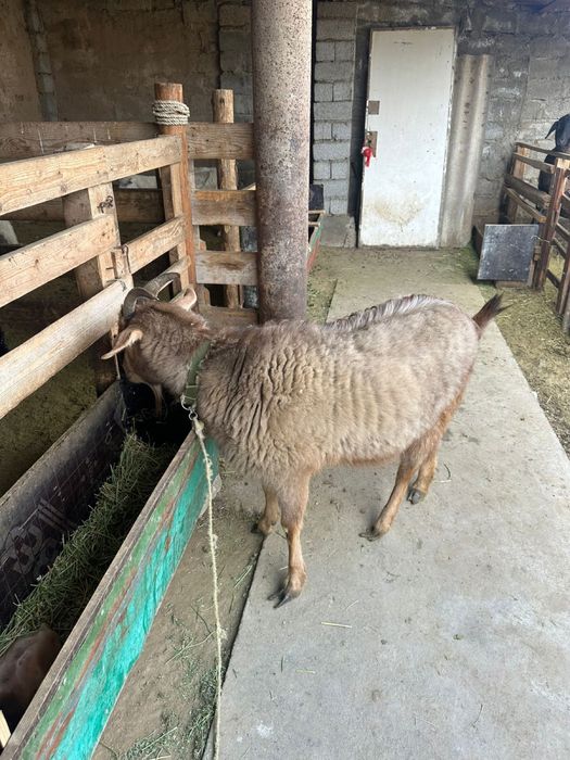 Семіз ешкі.