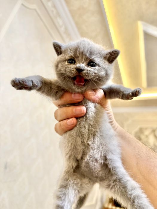 Британские котята премиум-класса
