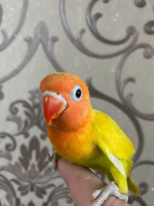 Ruchnoy popugay sotiladi