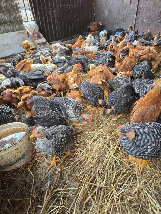 De vânzare puii bio