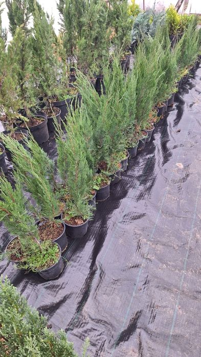 Лъжекипарис, бреза и др