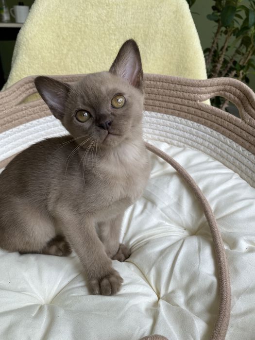 Европейская Бурма