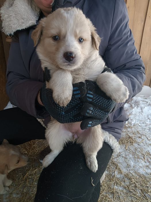 Отдам в добрые руки щенков