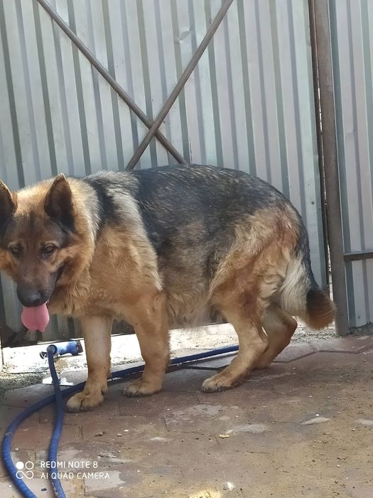 Щенок немецкой овчарки.