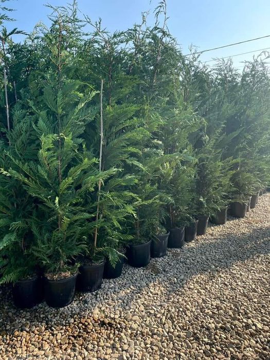 Vând plantă cupresus, chiparos leylandii