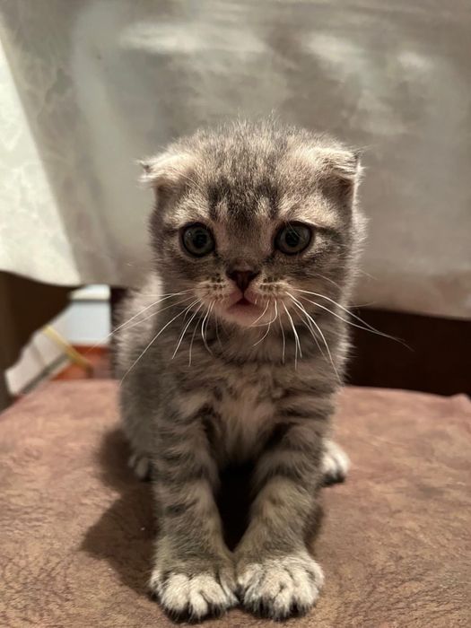 Котята вислоухие