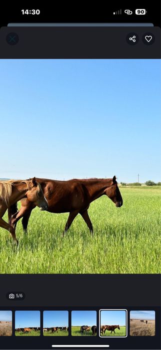 Продам срочно кобыл