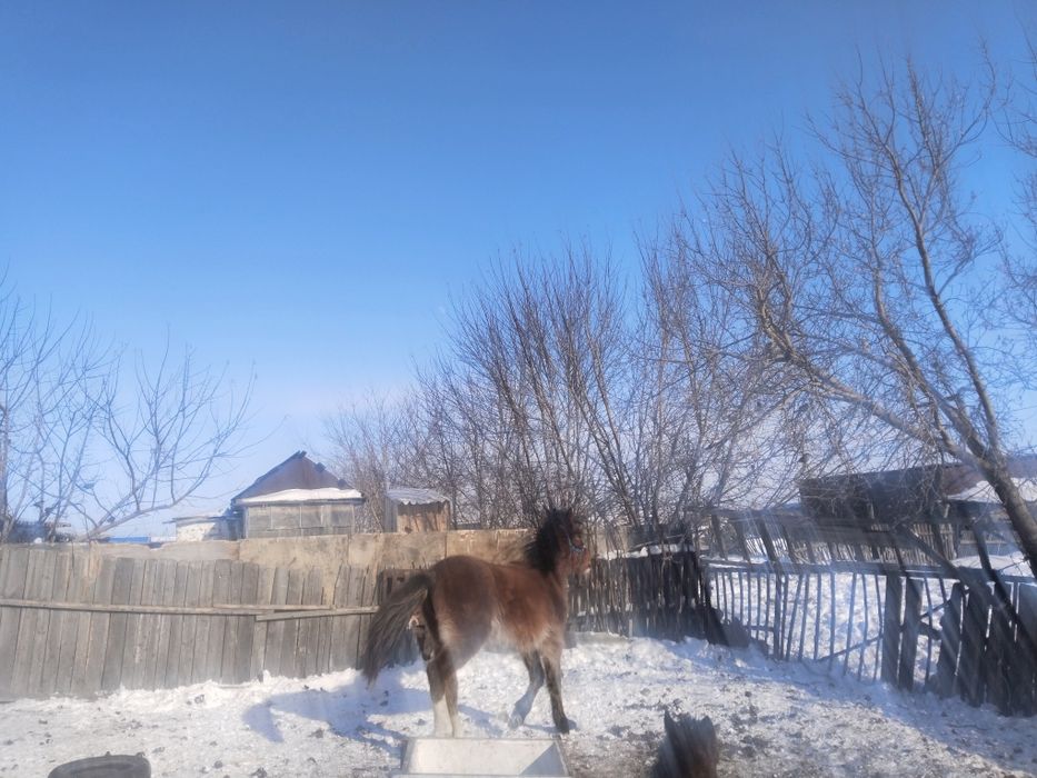 Продаётся тай (молодая лошадь).