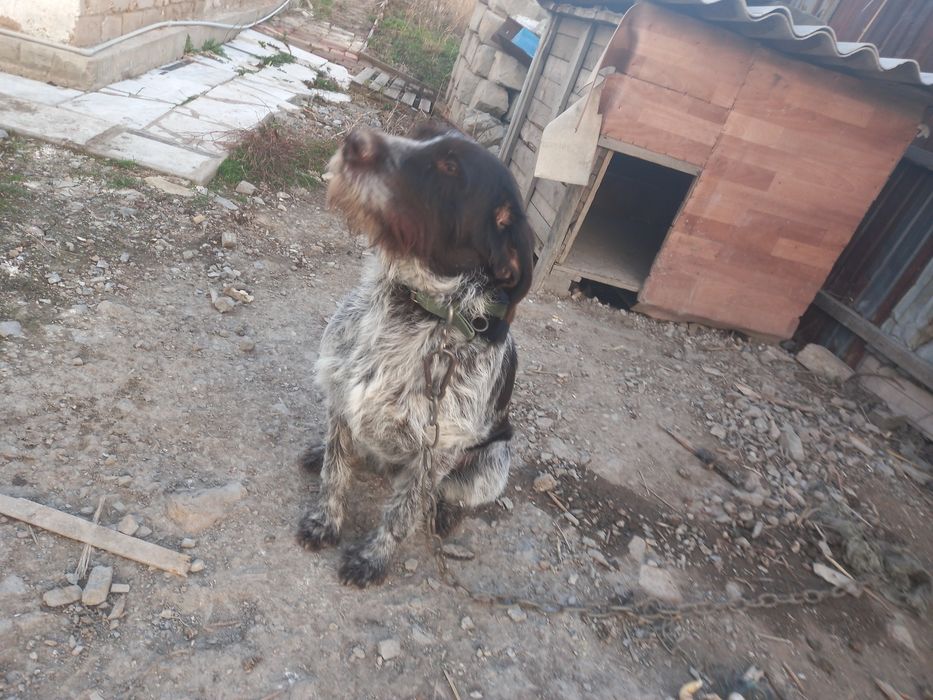 На вязку,кабель дратхаара