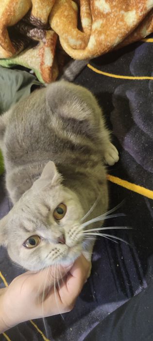 Отдам кошку в добрые руки
