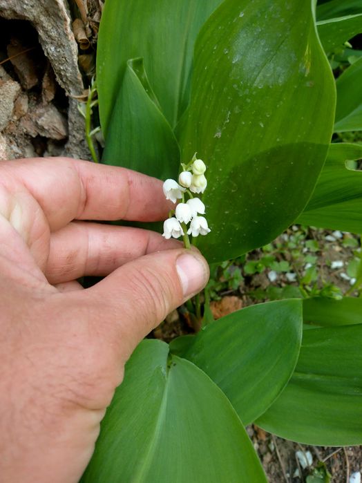 Planta-Floare: Margaritar - Lacramioare - Clopotei