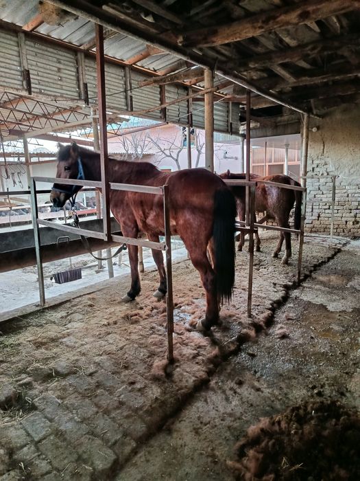 Moda baytal sotiladi