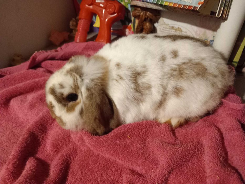 Iepure Berbec Pitic de Companie Mini Toys