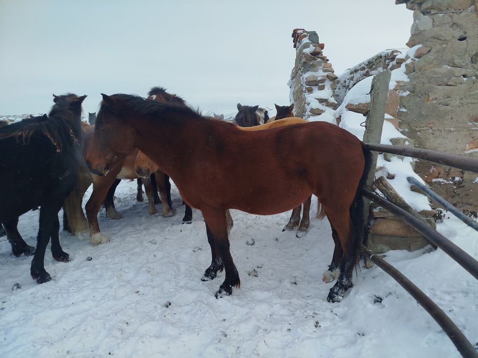 Продам кабылу жеребую 9 лет