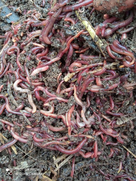 Kalforniya qzil yomg'r CHUVALCHANGLARI sotladi kvadrati 200 min somdan