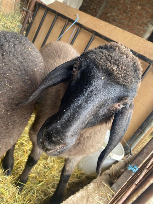 Vând miei   rasa carabaș