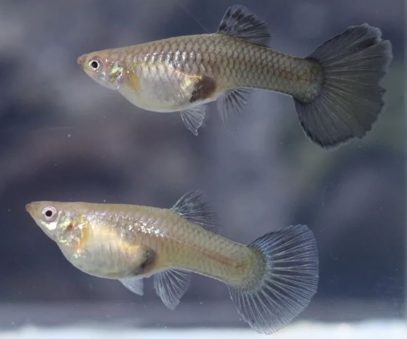 гуппи 250тг,продается от 5шт