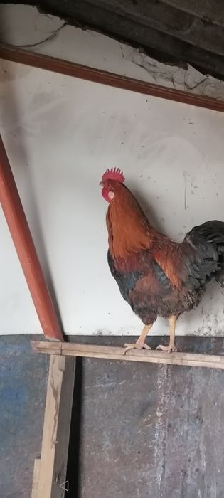 Продам петуха Кучинского