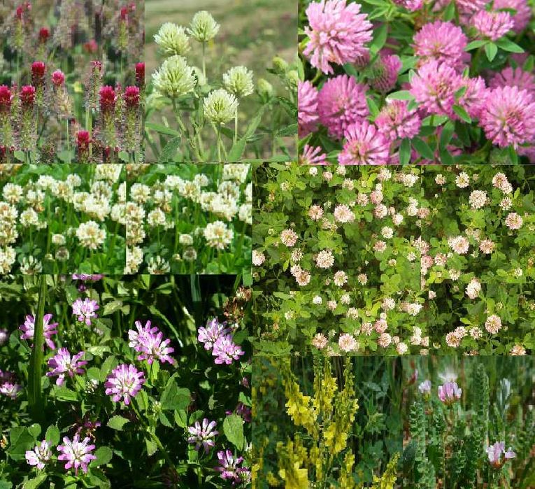 Samanta de facelia/sparceta/lupin/raigras/trifoi/golomat/raigras