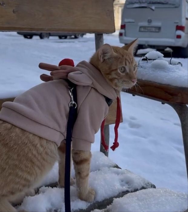 Костюмы для питомцев