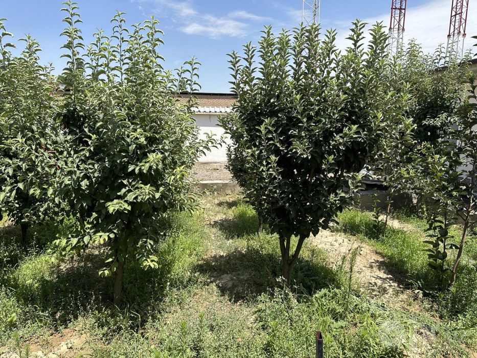 Hovli uy sotiladi, Yangihayot tumani, Toshkent shahar, 6 sotix