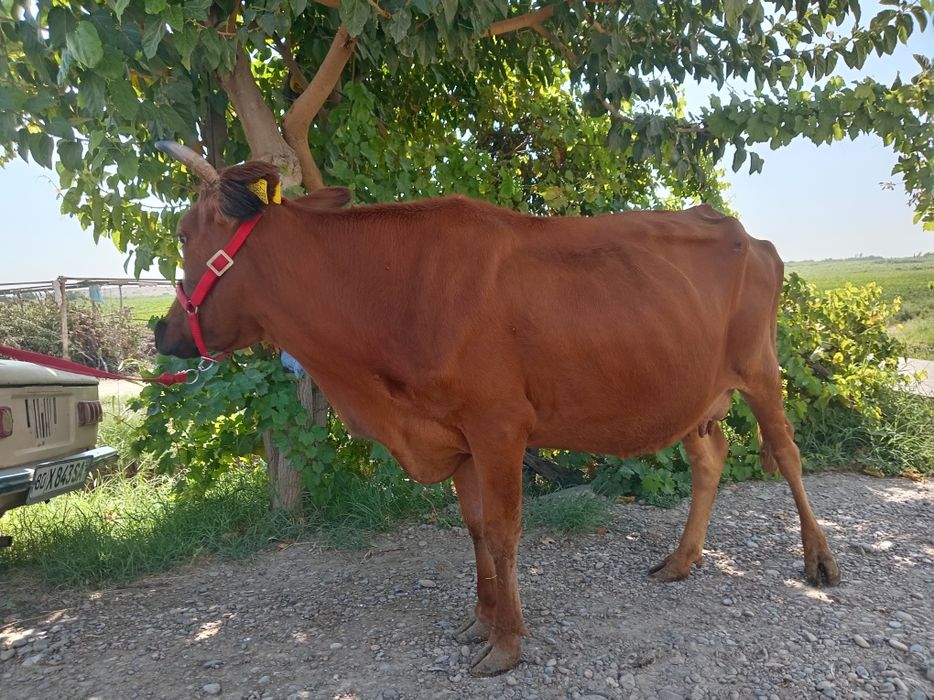Sigir 3 ta tuqgan, suti bor