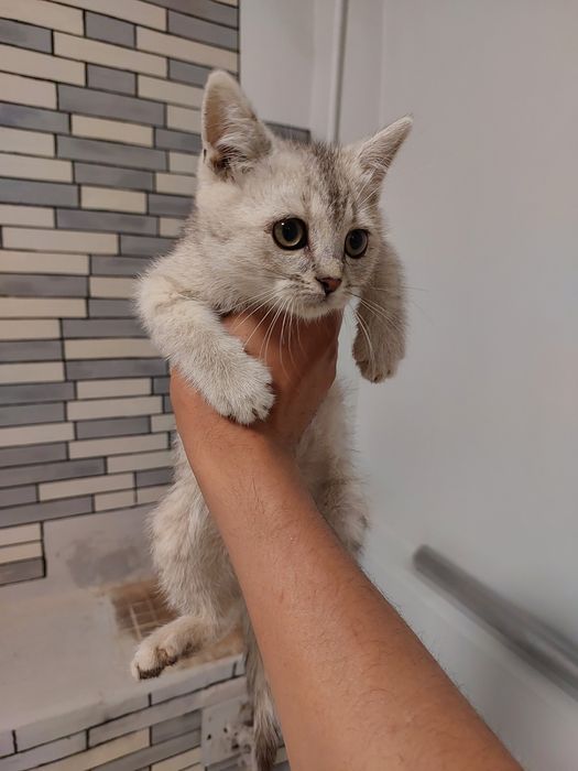 Скоттиш страйт с окрасом серебристой шиншилы